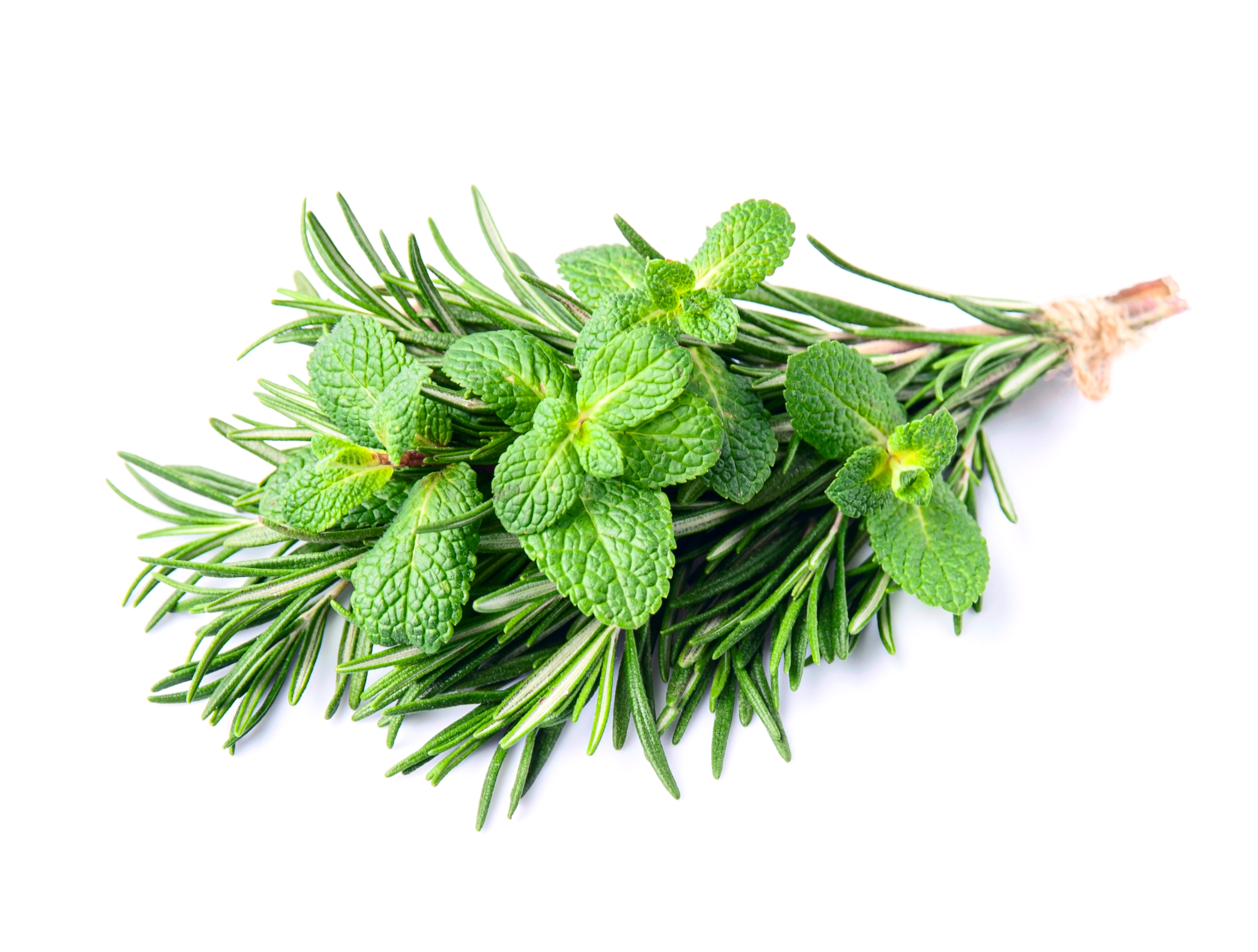 Rosemary & Mint Shampoo: A Refreshing Recipe Worth Repeating