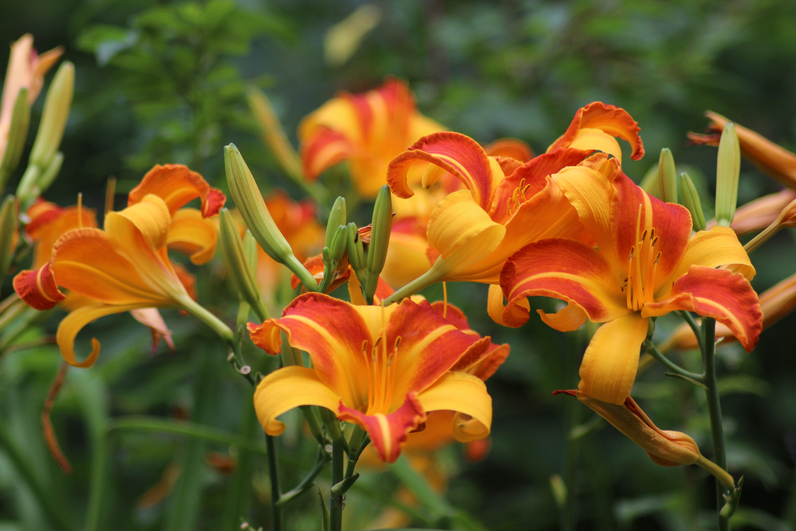 3 Daylily Recipes for Wellness & Pleasure