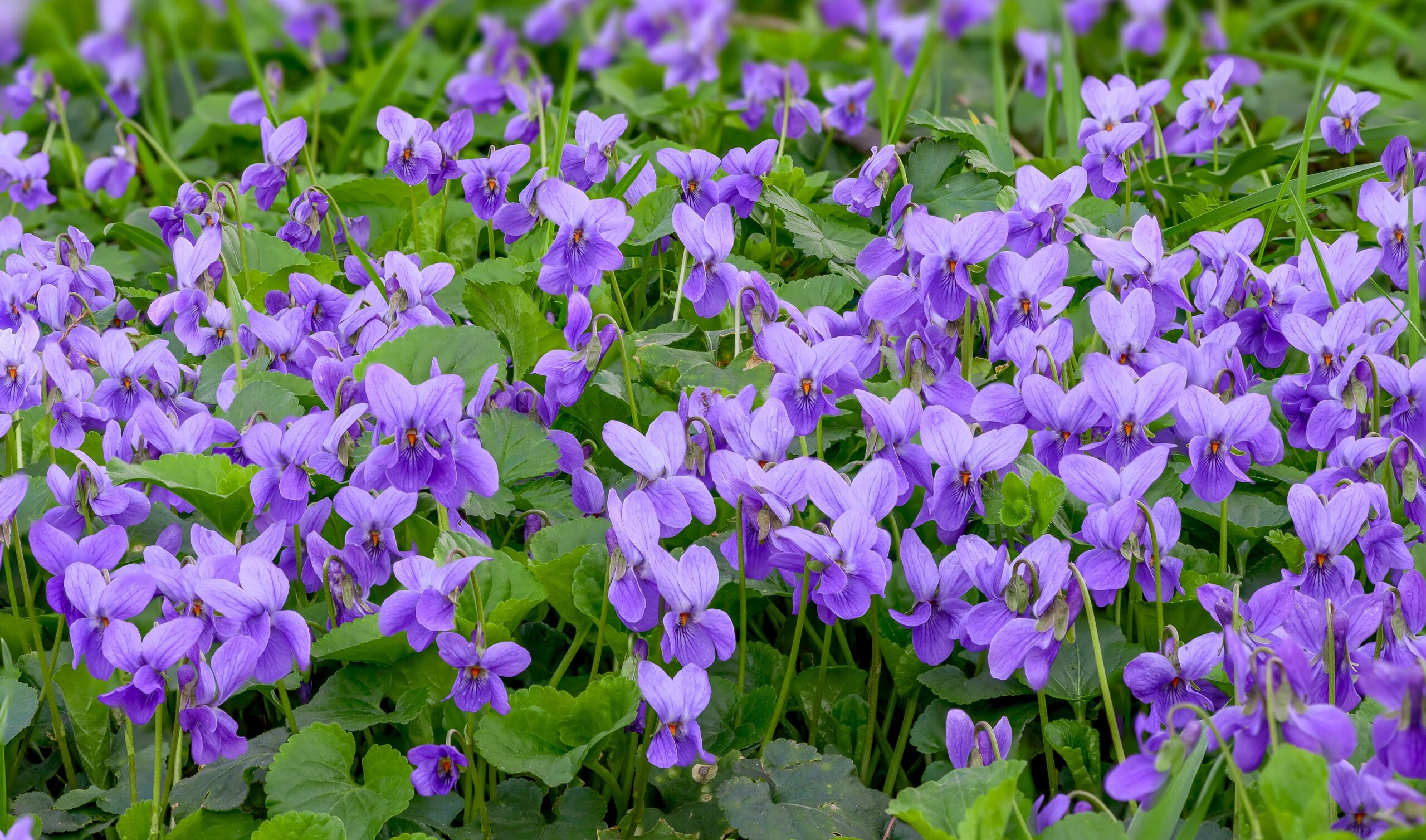 Wild Violets for Skin, Mood & Magic