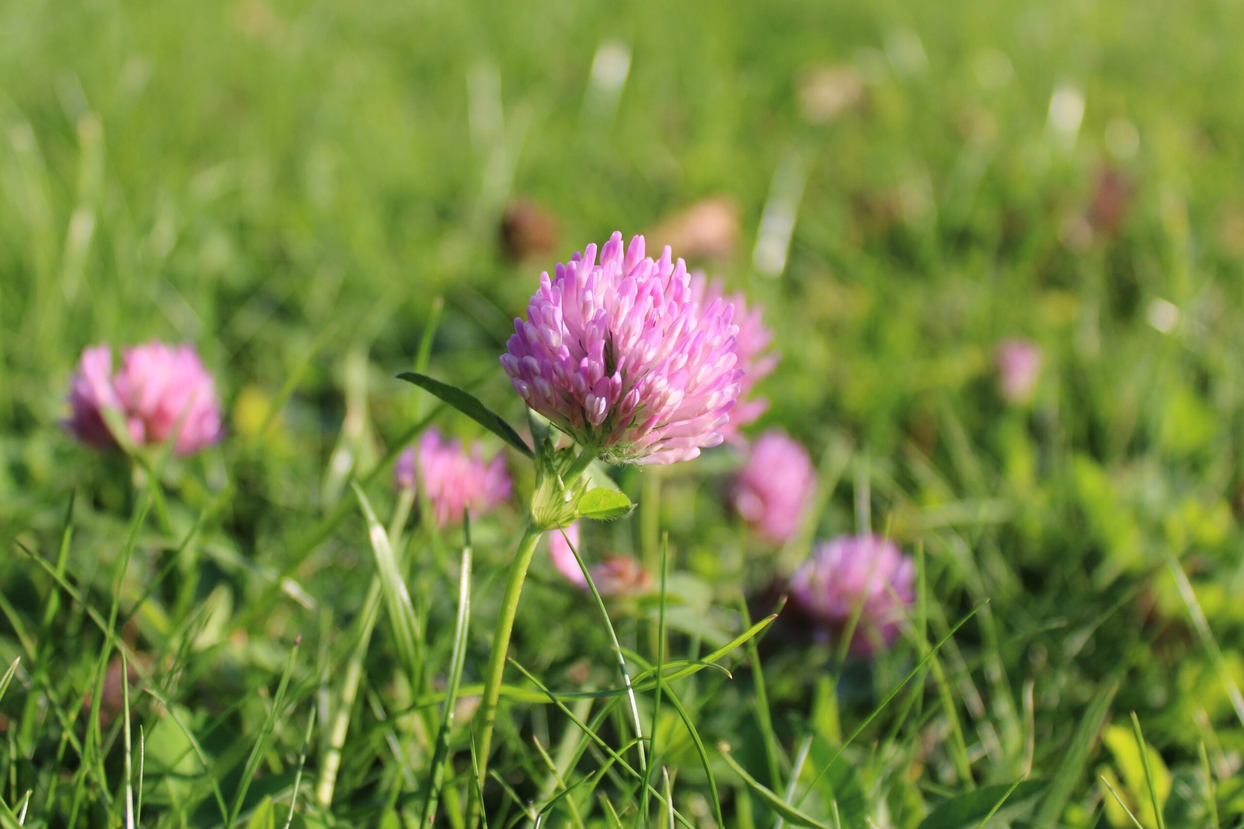 What You Didn’t Know Was Edible in Your Yard