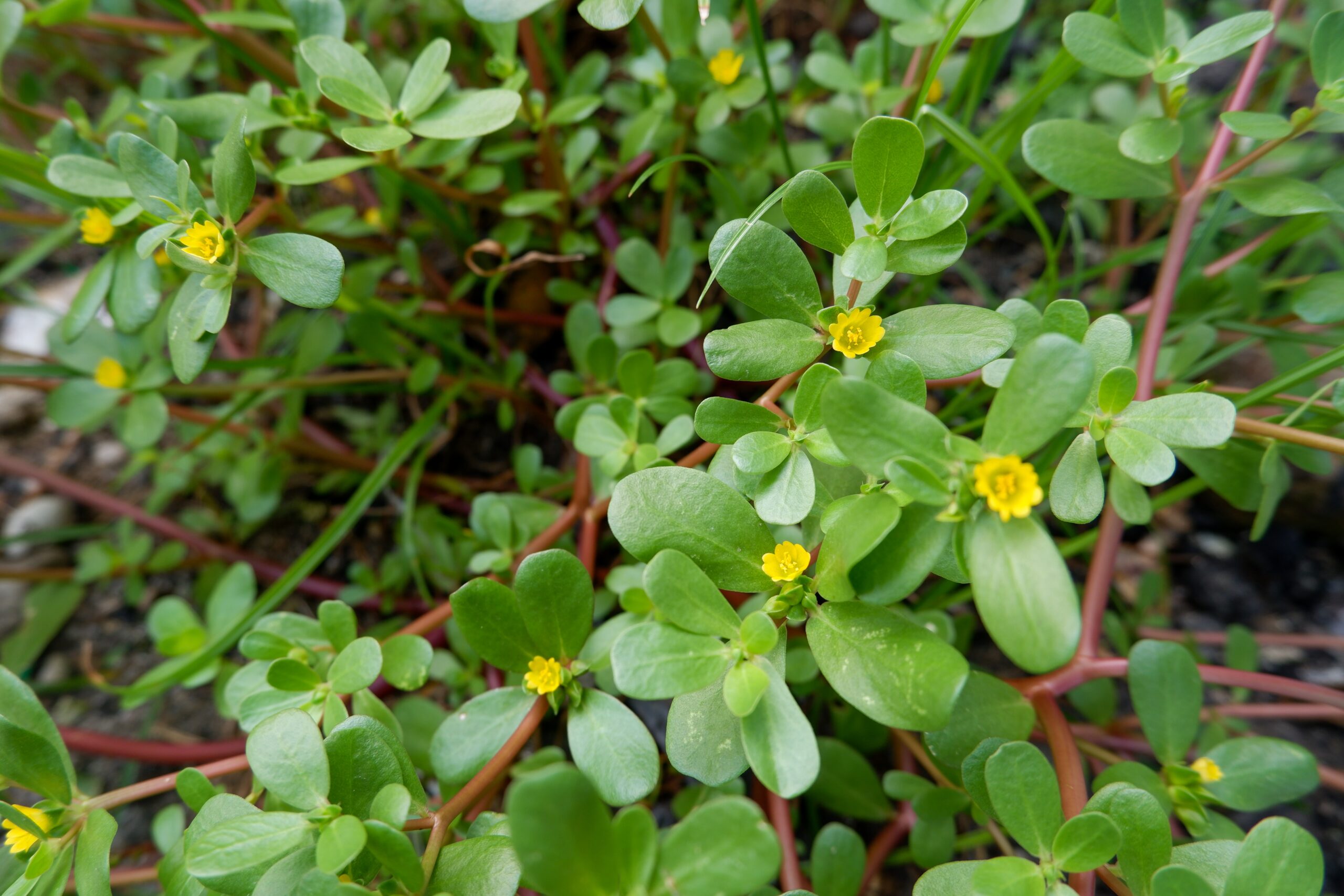 Turn Your Dried Purslane into a Year-Round Superfood Powder
